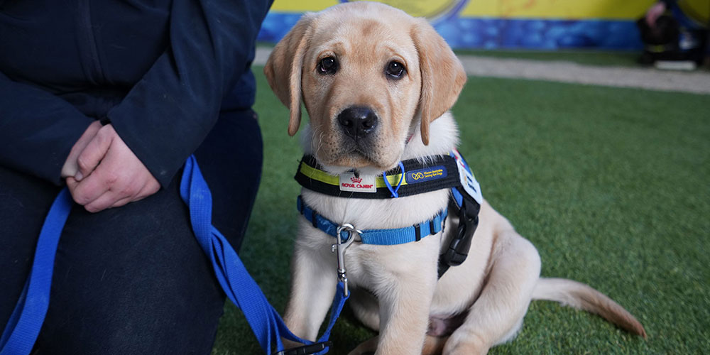Yaris (pup in training) sitting in Seeing Eye Dog jacket. 