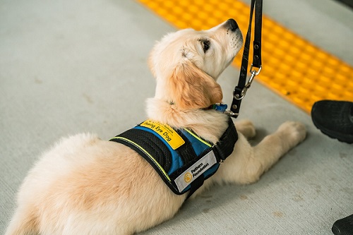 A golden retriever Seeing Eye Dog pup-in-training lies on the floor looking up