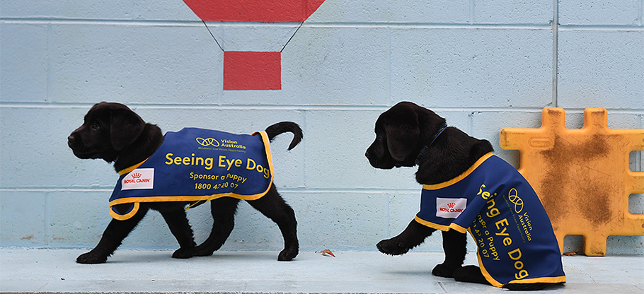 2 black Seeing Eye Dog pups walking in front of blue wall
