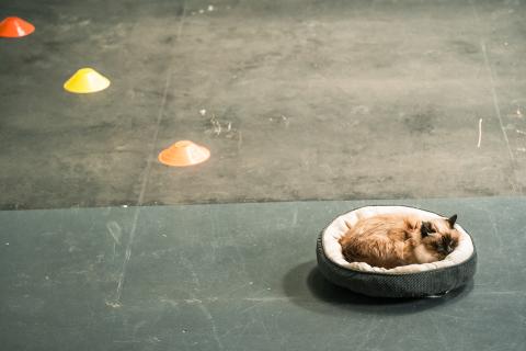 Cat sits in a small pet bed